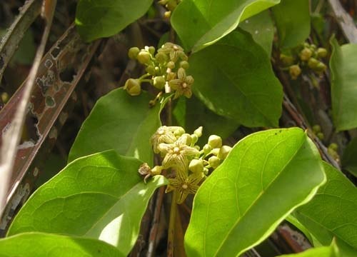 Chữa hội chứng tiền mãn kinh theo Đông y