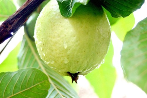 Chế độ ăn tốt cho người rối loạn tiêu hóa