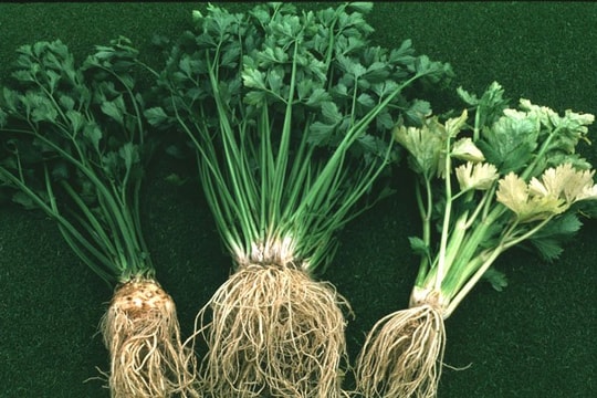 Rau cần tây làm hạ cholesterol