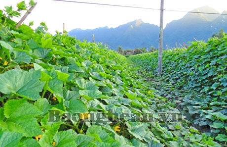 Đưa cây màu vào đất đồi vệ - Hướng thoát nghèo