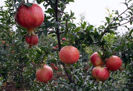 Cây lựu chữa giun sán?