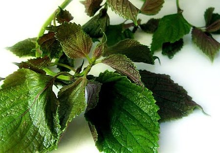 Cầm máu vết thương nhẹ bằng rau củ