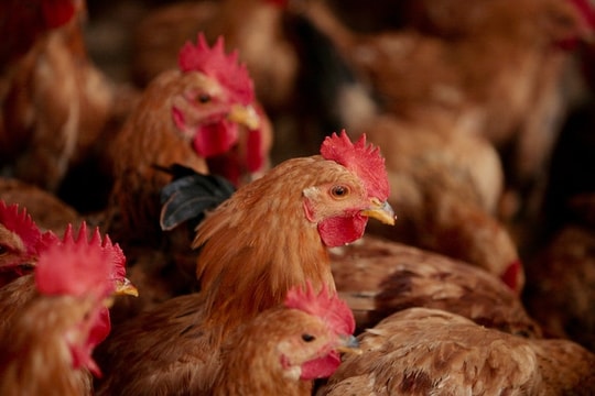 H7N9 biến đổi nhanh gấp 8 lần virus cúm thường