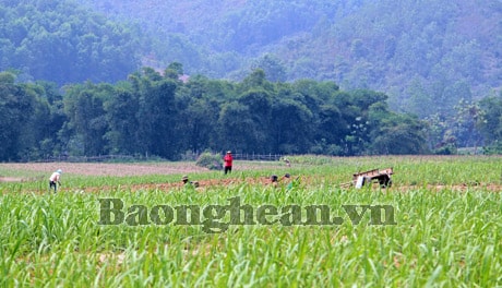 Mở đất thêm hướng thoát nghèo