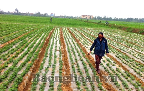 Xây dựng “cánh đồng mẫu” - khi chính sách đi vào cuộc sống
