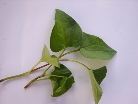 Rau diếp cá chữa viêm phổi trời lạnh