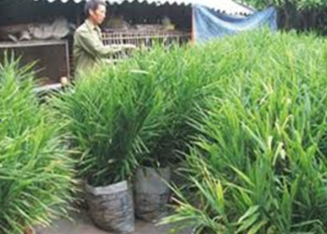 Trồng gừng trong bao cho hiệu quả cao