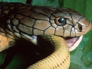 Bắt "nóng" vụ vận chuyển 54 con rắn hổ mang chúa