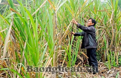 Người trồng mía ở Tân Kỳ gặp khó