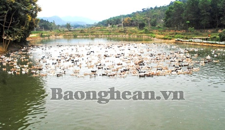 Cần bảo tồn và phát triển nguồn gen cây trồng, vật nuôi quý hiếm