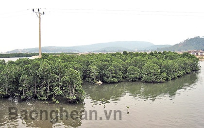 Cần bảo vệ diện tích rừng ngập mặn ở Quỳnh Lưu