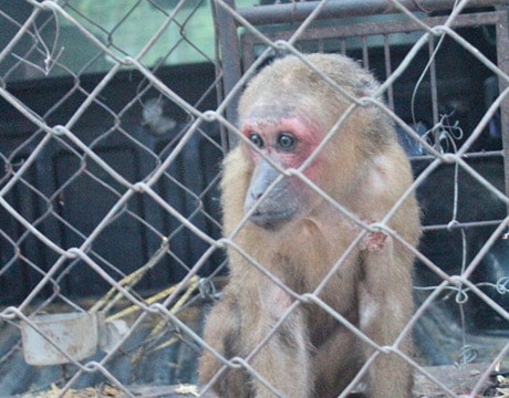 Hạt Kiểm lâm Quỳ Châu: Bàn giao khỉ mắt đỏ cho Vườn Quốc gia Pù Mát