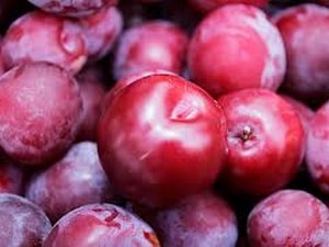 Cao Bằng phục tráng nhiều giống cây ăn quả đặc sản