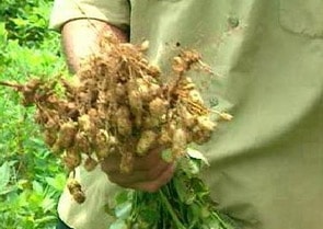 Chế phẩm từ vi khuẩn giúp tăng năng suất cây lạc