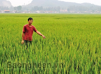 Lúa trổ bông lép hạt - Bài học không tuân thủ lịch thời vụ