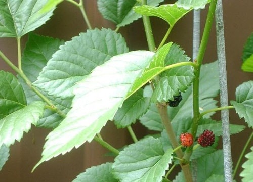 Dược thiện trị viêm phế quản