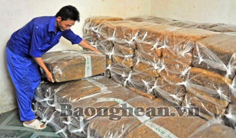 Mùa thu hoạch mủ cao su trên đất Phủ Quỳ