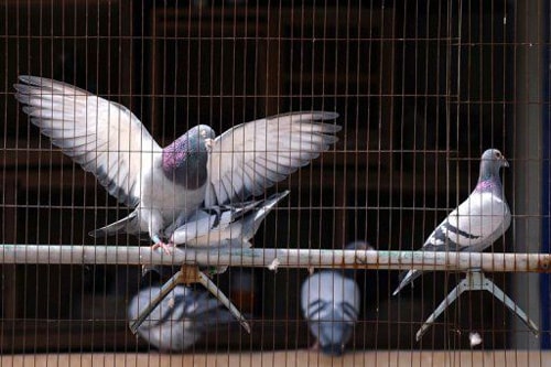 24 trường hợp đã tử vong vì virus cúm H7N9 ở Trung Quốc