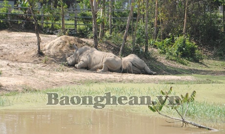 Khu du lịch sinh thái Trại Bò “hút” khách du lịch ngày nghỉ lễ 30/4 và 1/5