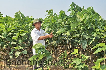 Trồng dâu nuôi tằm cho thu nhập cao