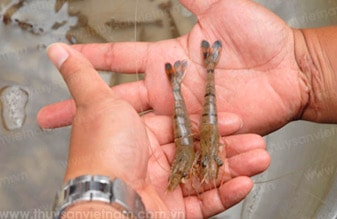 Đã tìm ra nguyên nhân gây Hội chứng tôm chết sớm (EMS)