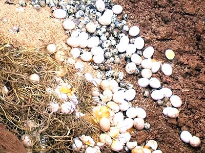 Tiêu hủy hơn 12.000 quả trứng gia cầm không rõ nguồn gốc