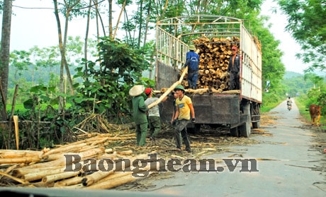 Keo lai rớt giá, nhiều địa phương tìm hướng chuyển đổi cây trồng