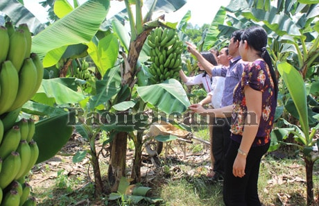 Chuối tiêu hồng – Cây trồng mới cho vùng đất cao cưỡng
