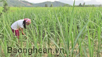 Giá mía thấp, người trồng gặp khó