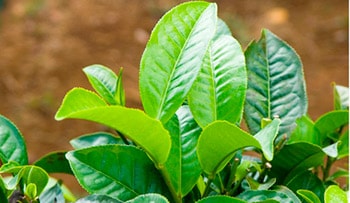 Trị hen suyễn với lá chè xanh