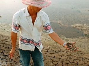 Tìm ra tác nhân gây hoại tử gan tụy trên tôm nuôi