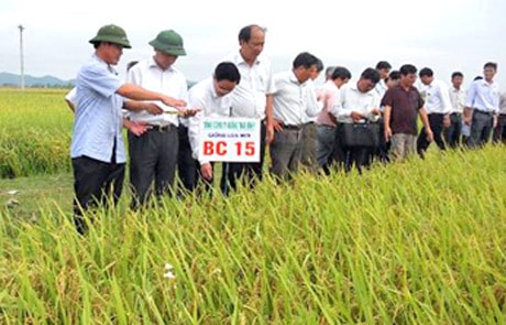 Báo cáo của Cục Trồng trọt về giống lúa BC15