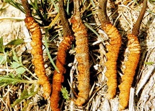 Món ăn thuốc quý từ đông trùng hạ thảo