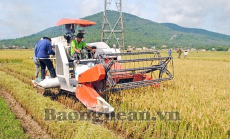 Khẩn trương thu hoạch đông xuân, triển khai sản xuất hè thu