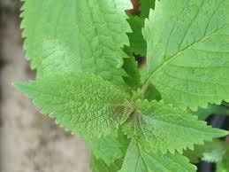 Kinh giới chữa cảm sốt, đau nhức