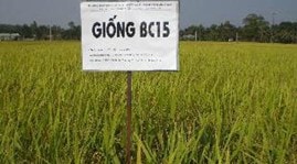 Hỗ trợ 500 tấn giống lúa BC15 cho Thanh Hóa, Nghệ An