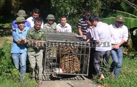 VQG Pù Mát bàn giao cá thể hổ cho Trung tâm cứu hộ động vật hoang dã Sóc Sơn