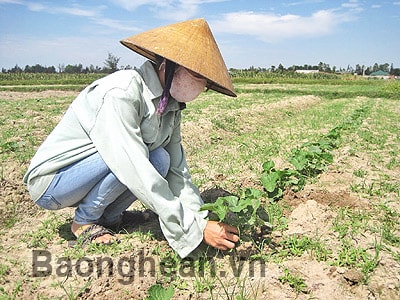 Cây dưa bở trên đất Nghi Thạch