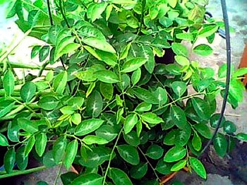 Rau ngót và những tác dụng bạn không ngờ