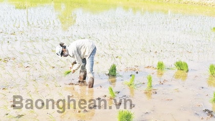 Toàn tỉnh khẩn trương gieo cấy lúa hè thu