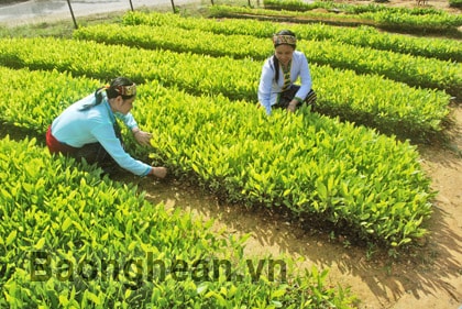 Những vấn đề cần giải quyết ở Khu tái định cư Thủy điện Bản Vẽ