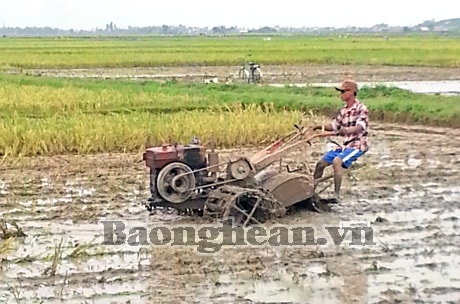 Diễn Châu hoàn thành sớm gieo cấy lúa hè thu