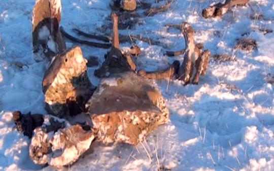 Nga tìm thấy xác voi ma mút vẫn còn tươi