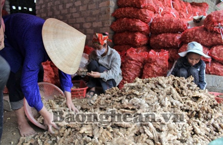 Niềm vui cho người trồng gừng ở Kỳ Sơn