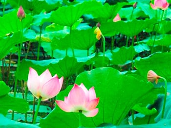 Tâm sen, không dùng làm thuốc tùy tiện