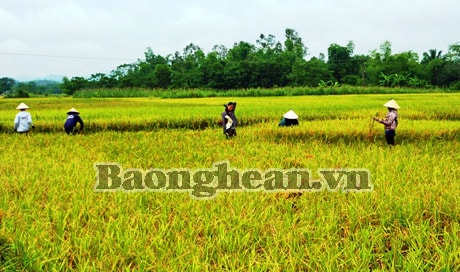 Xã Tam Hợp (Quỳ Hợp): Năng suất lúa đông xuân đạt 60 tạ/ha
