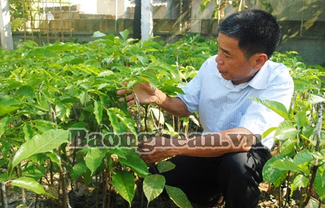 Thanh Chương: Nhân giống trám đen đặc sản