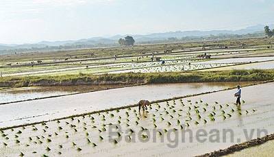 Hoàn thành gieo cấy lúa hè thu