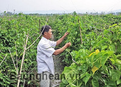Nhân rộng mô hình trồng hoa thiên lý cho thu nhập cao