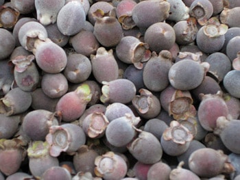 Chữa tiêu chảy bằng vị thuốc từ cây sim